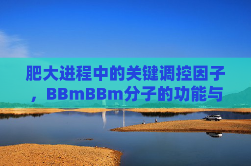 肥大进程中的关键调控因子，BBmBBm分子的功能与机制探索