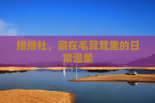 撸撸杜,藏在毛茸茸里的日常温柔 撸撸杜,藏在毛茸茸里的日常温柔